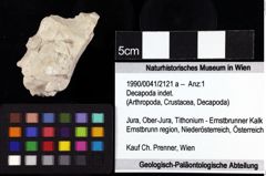 Foto (Objket + Etiketten) von Decapoda indet. 